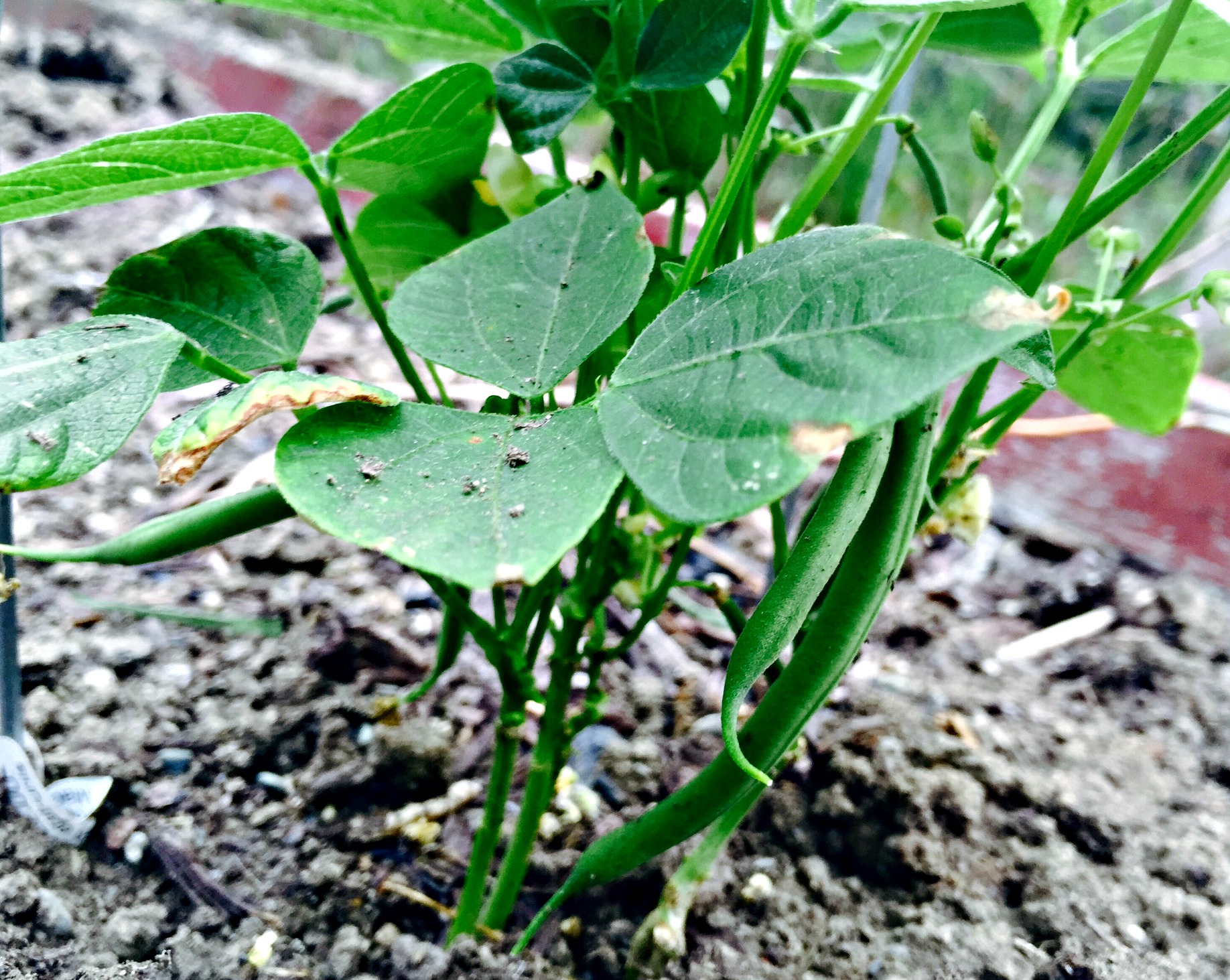 garden 2016 - C