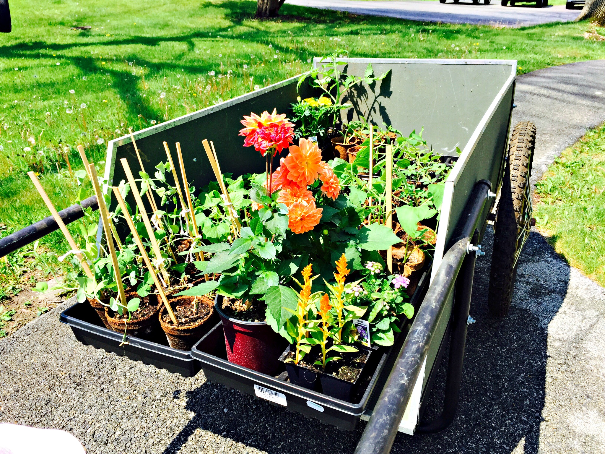 garden buggy 3