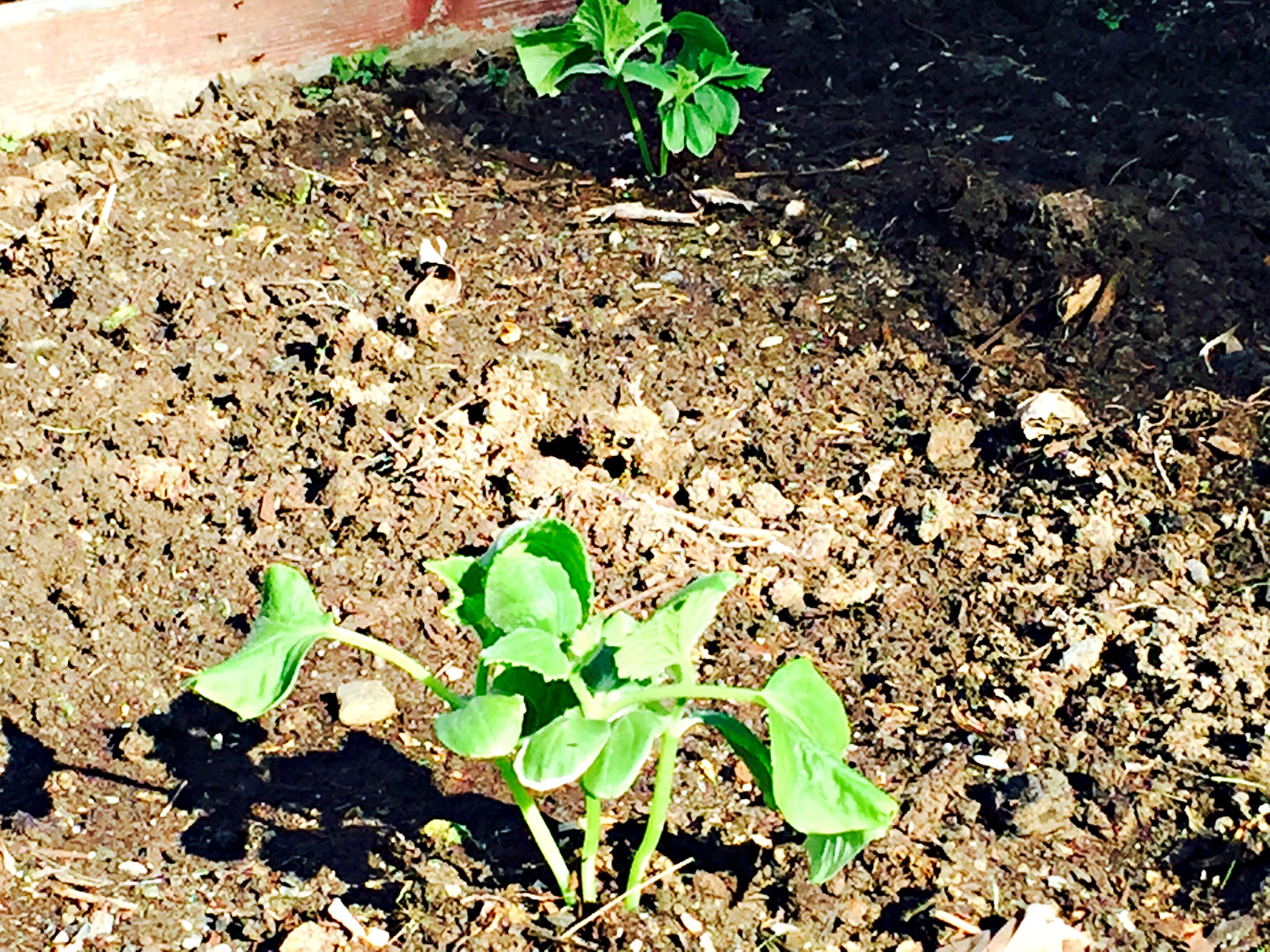 garden cucumber