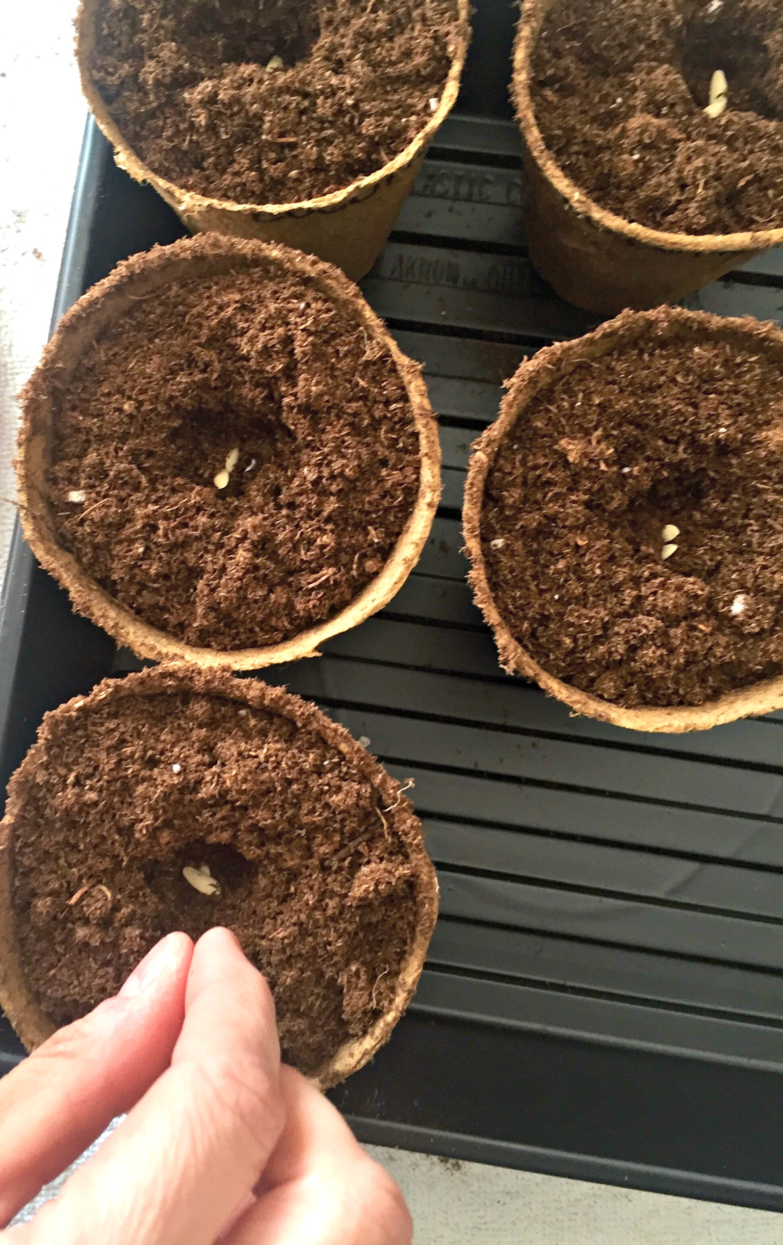 sowing the seeds - two per container