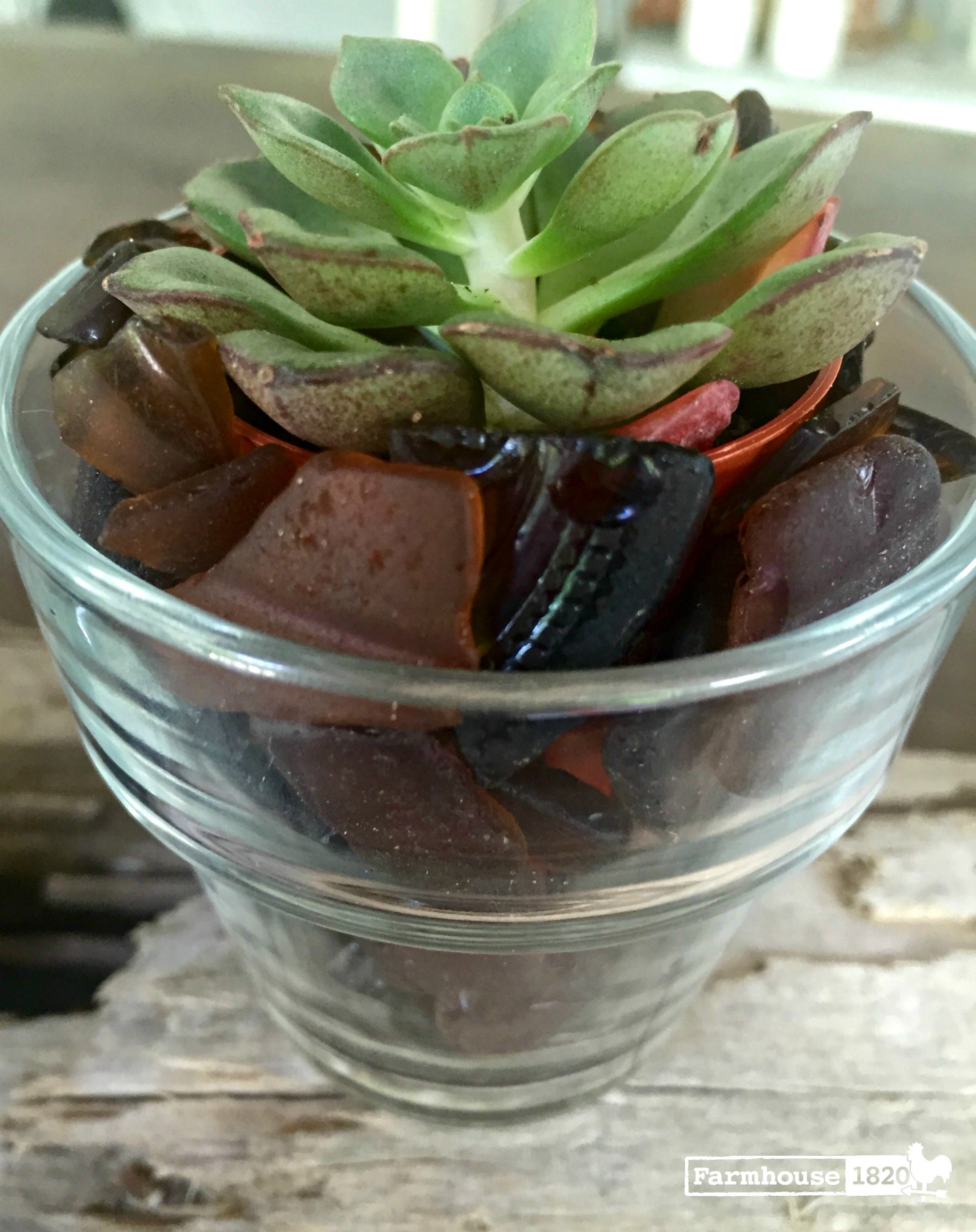 succulent - planted with brown sea glass
