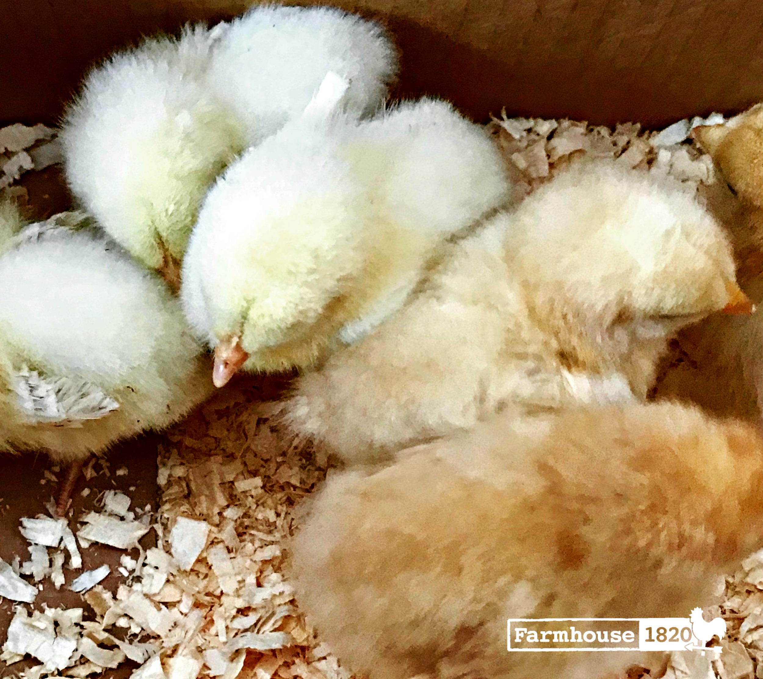 Chicks - new to Farmhouse 1820
