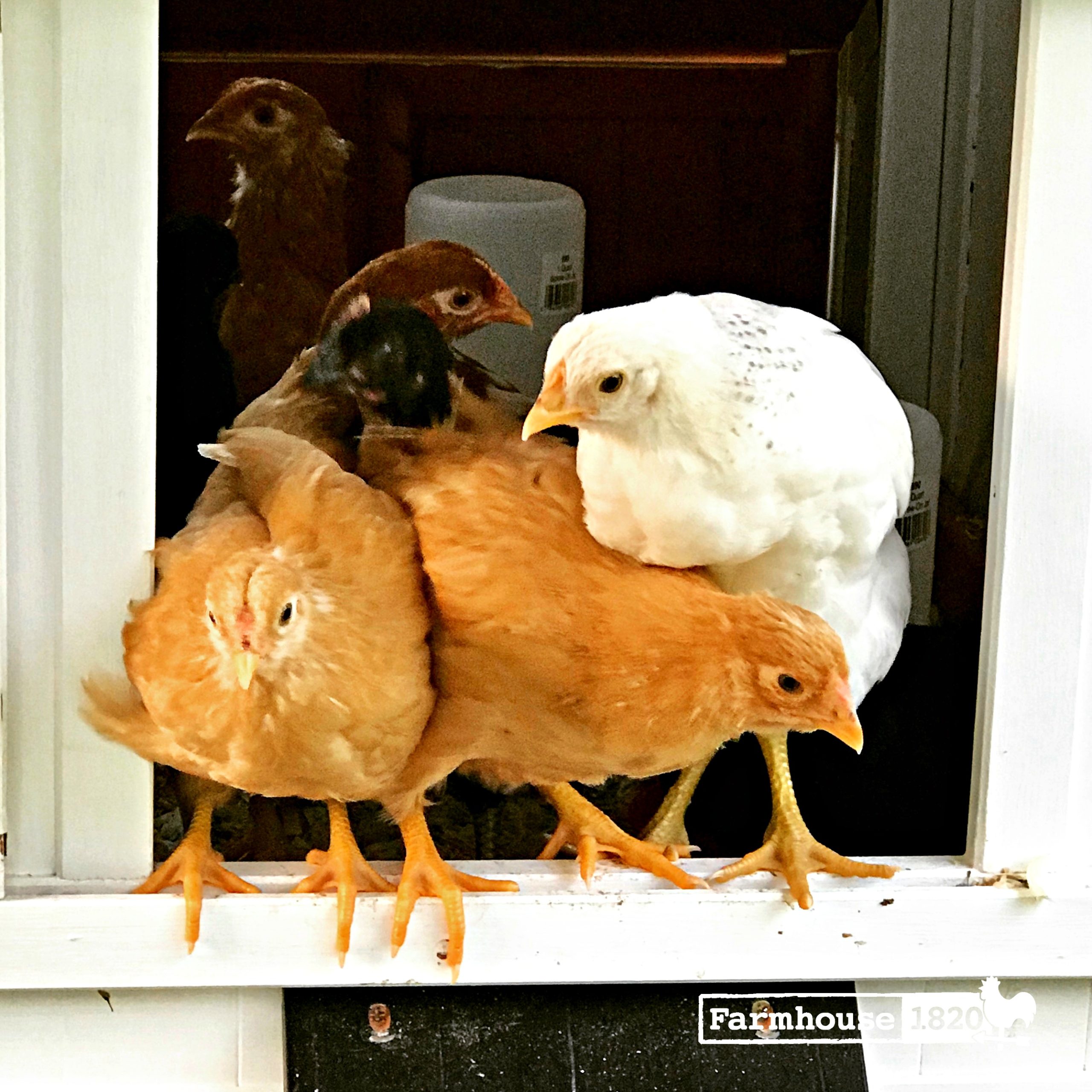 Chicken coop - happy chicks