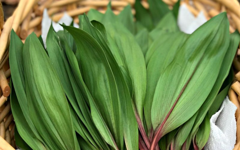 How To Forage For Ramps And Where They Grow