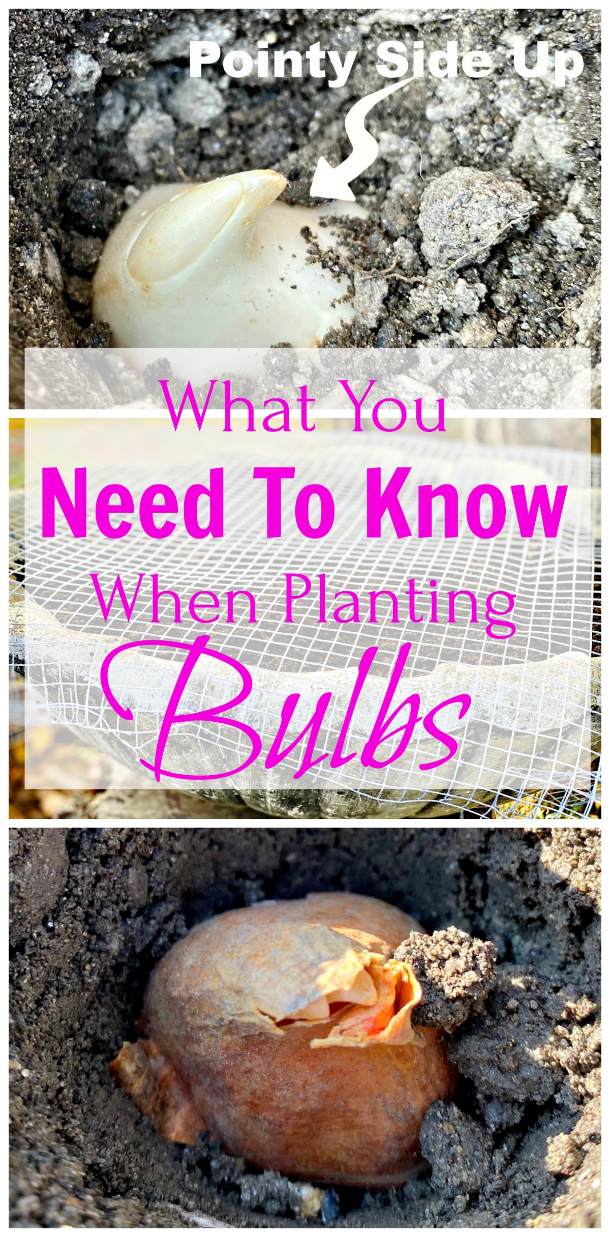 3 major tips you need to know when planting bulbs