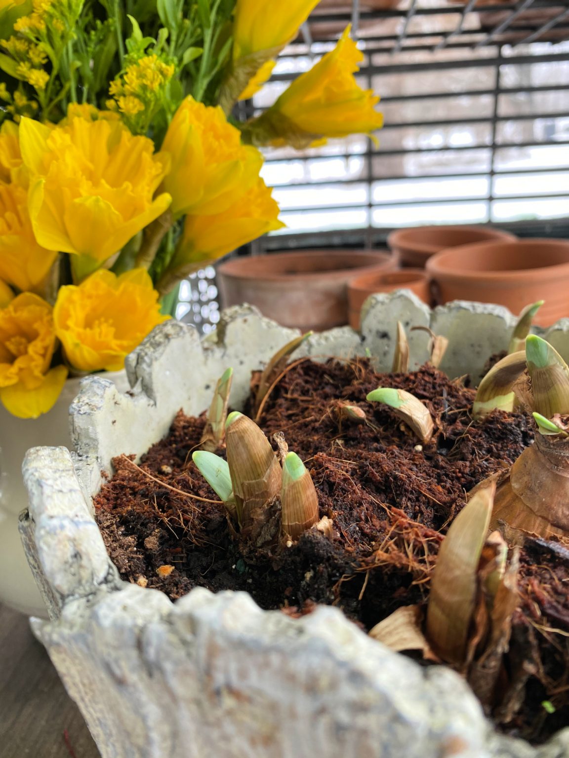 How To Force Daffodil Bulbs For Mother's Day Farmhouse 1820