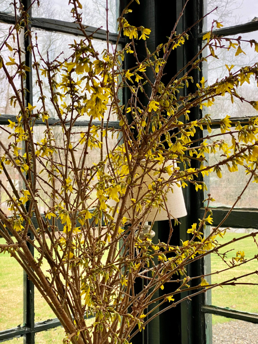 how to force forsythia