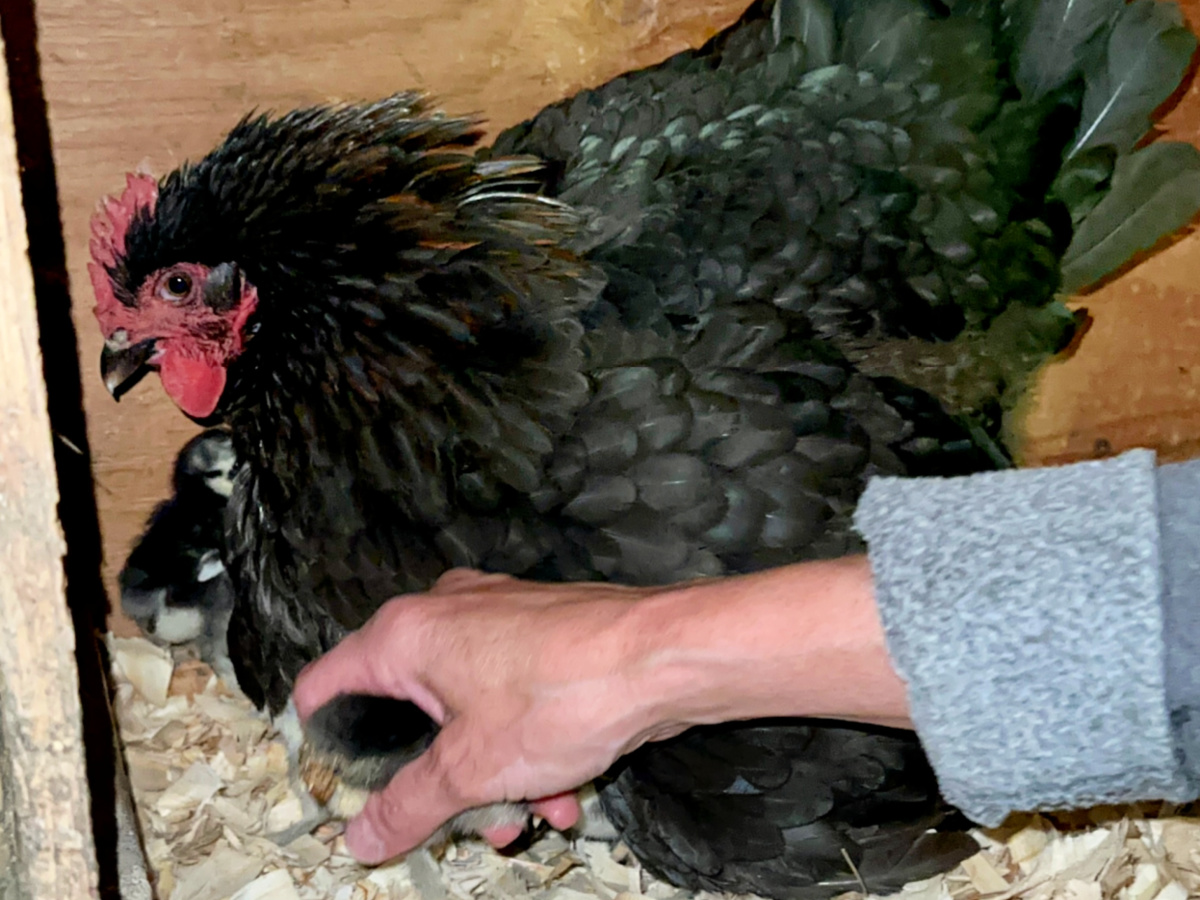 how to introduce chicks to a broody hen