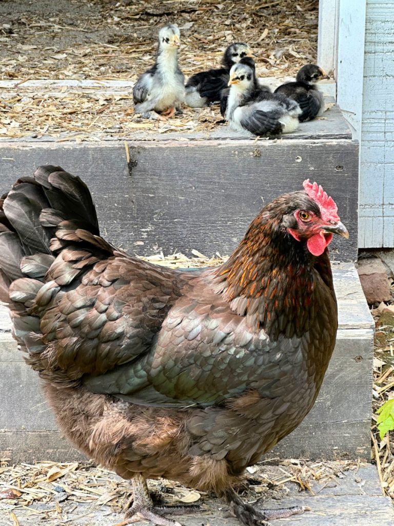 How To Introduce Chicks Under A Broody Hen Farmhouse 1820