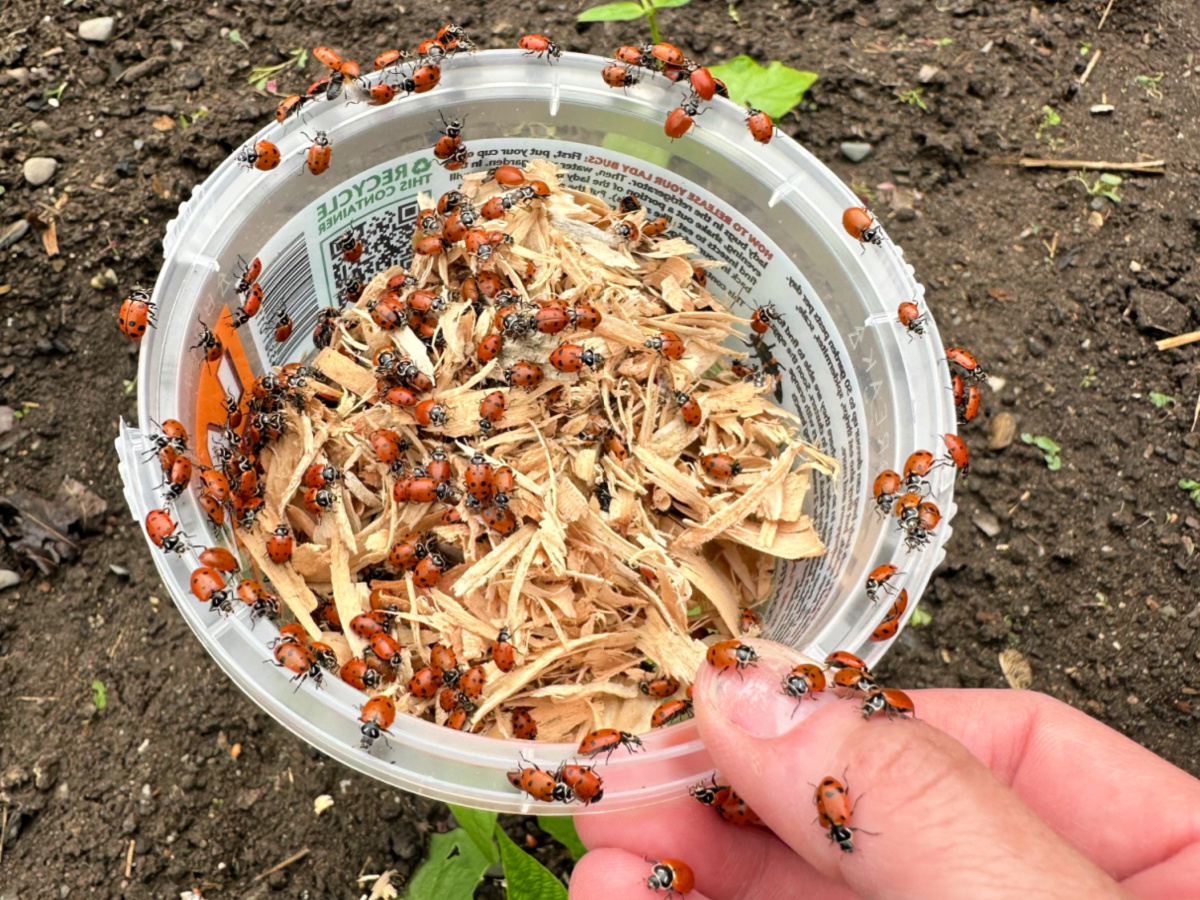 the greatest value ladybugs bring to your garden