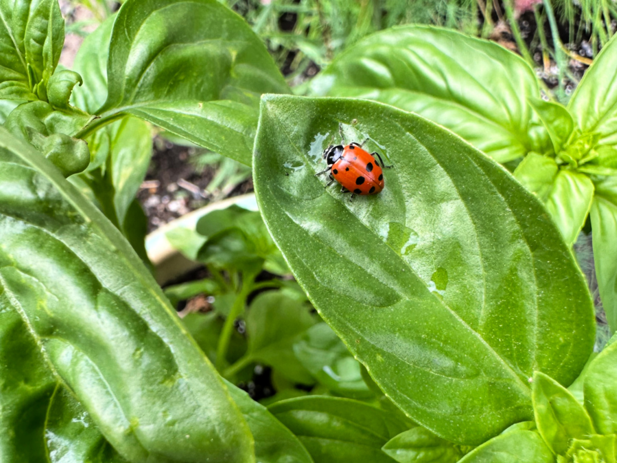 the greatest value ladybugs bring to your garden