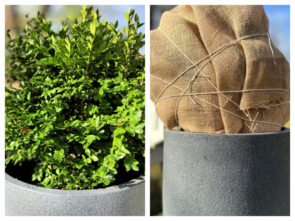 5 best tips how to prepare boxwood plants for winter